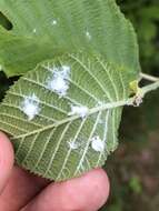 Image of Psylla floccosa Patch 1909