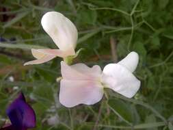 Image of Sweet Pea