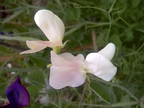 Image of Sweet Pea