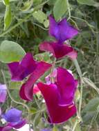 Image of Sweet Pea