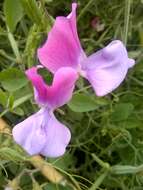 Image of Sweet Pea