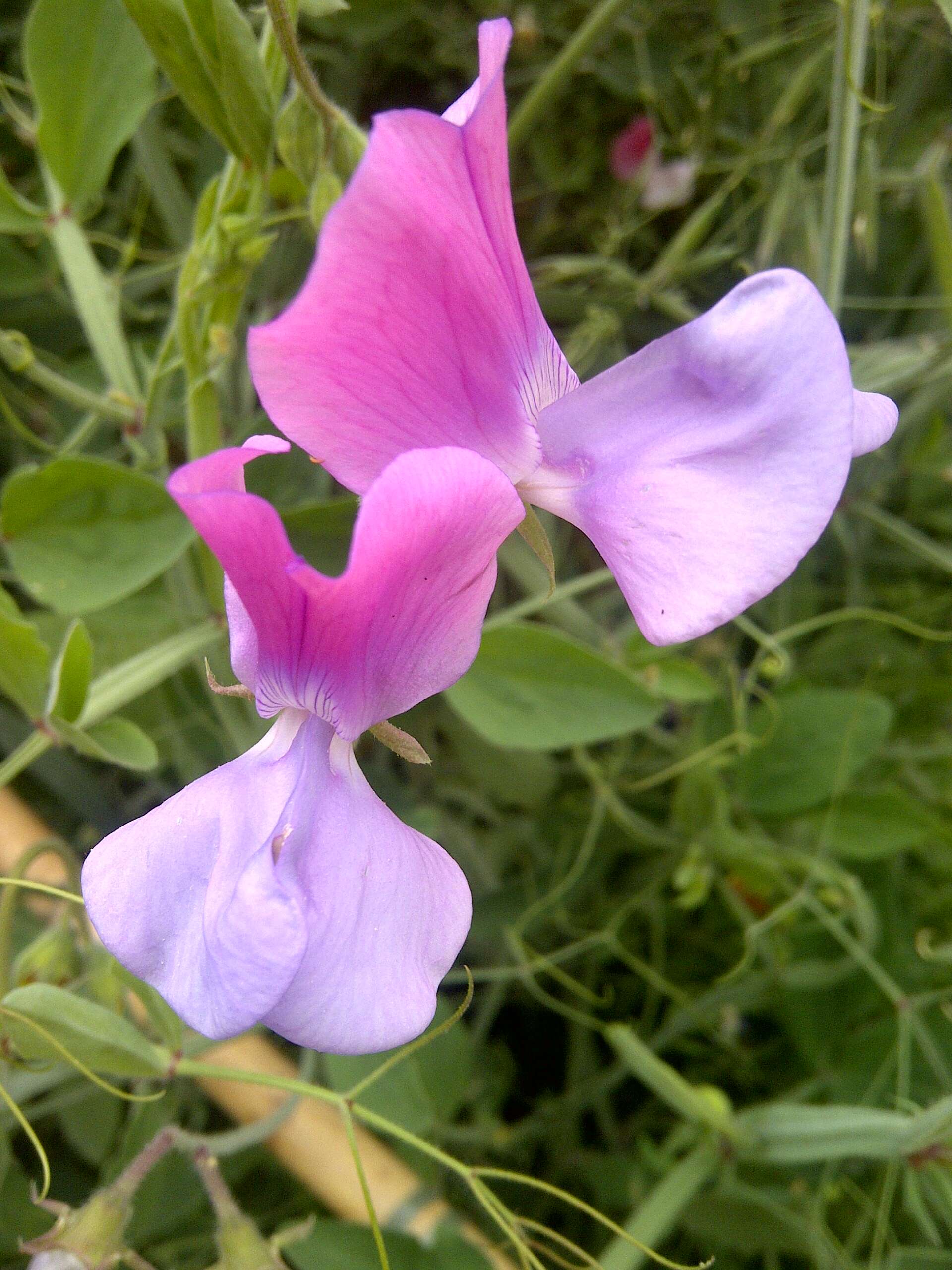 Image of Sweet Pea