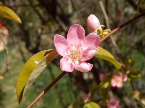 Image of Chinese-quince