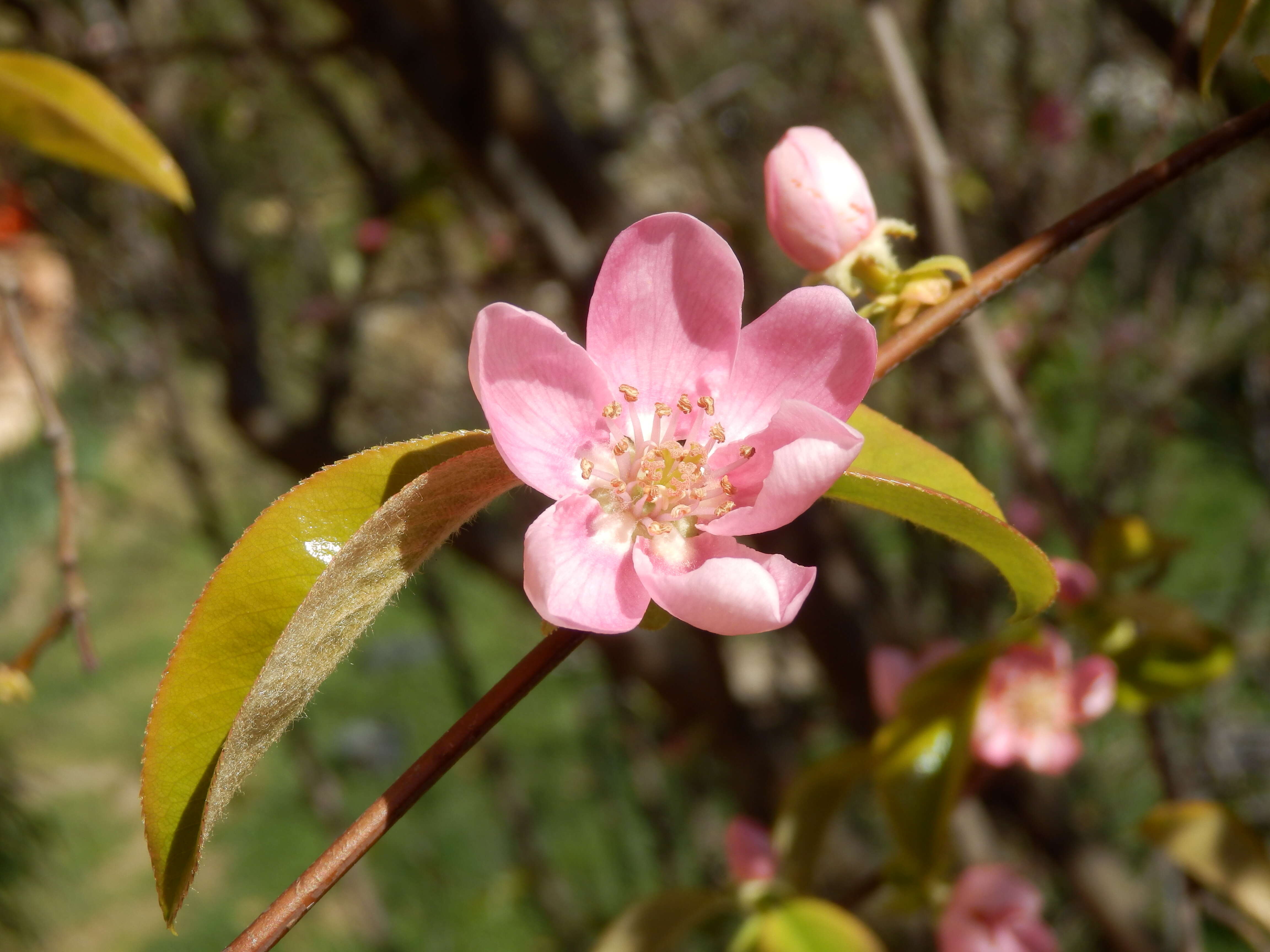 Image of Chinese-quince