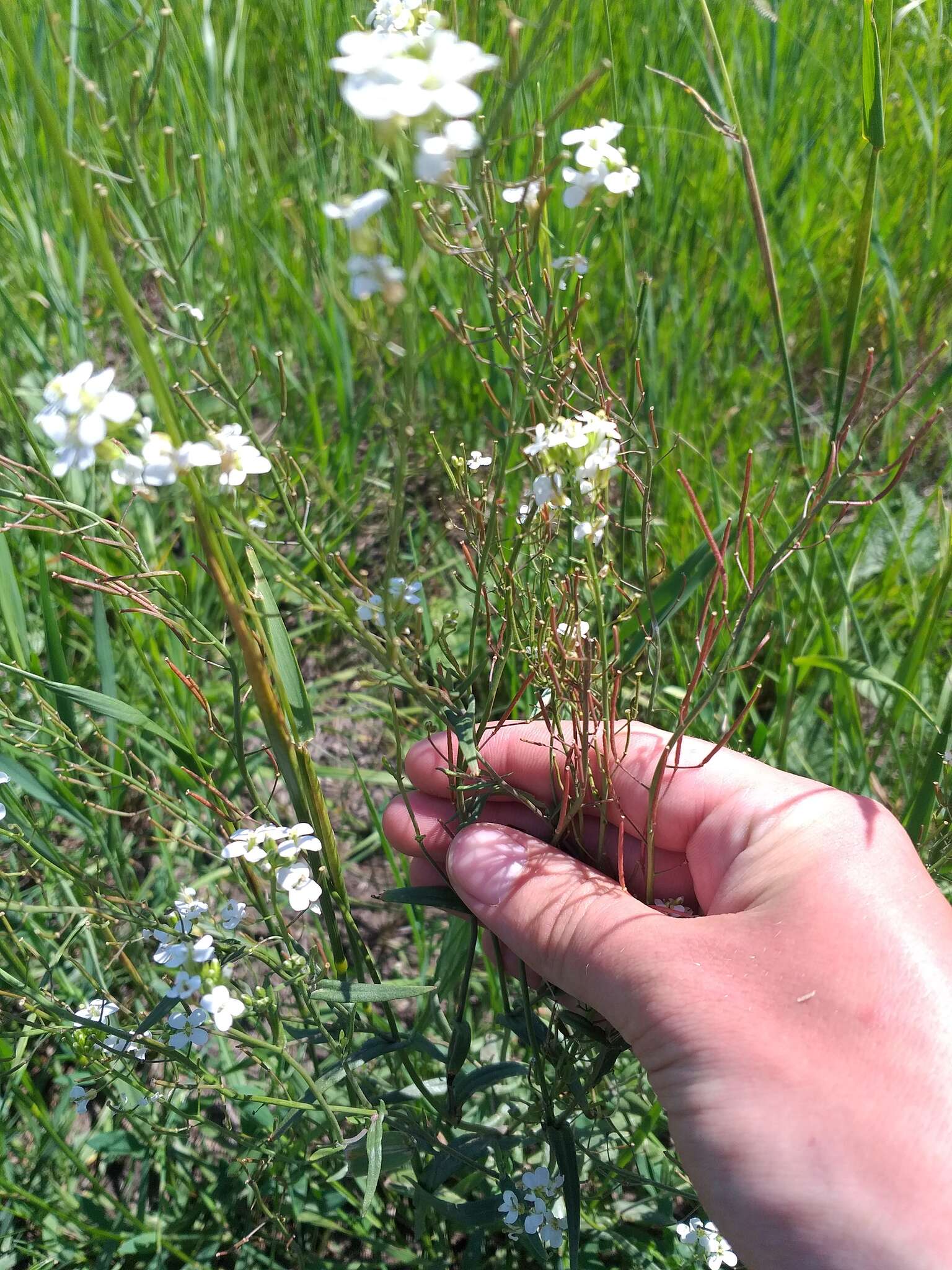 Plancia ëd Pseudoarabidopsis toxophylla (M. Bieb.) Al-Shehbaz, O'Kane & R. A. Price