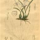 Image de Catasetum socco (Vell.) Hoehne