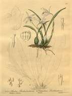 Image of Catasetum socco (Vell.) Hoehne