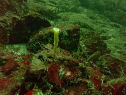 Image of lacy horny sponge
