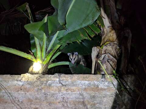 Image of White-eared Opossum