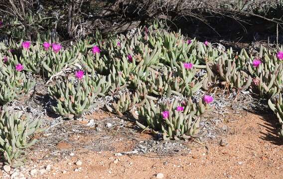 Image of Carpobrotus aequilaterus (Haw.) N. E. Br.