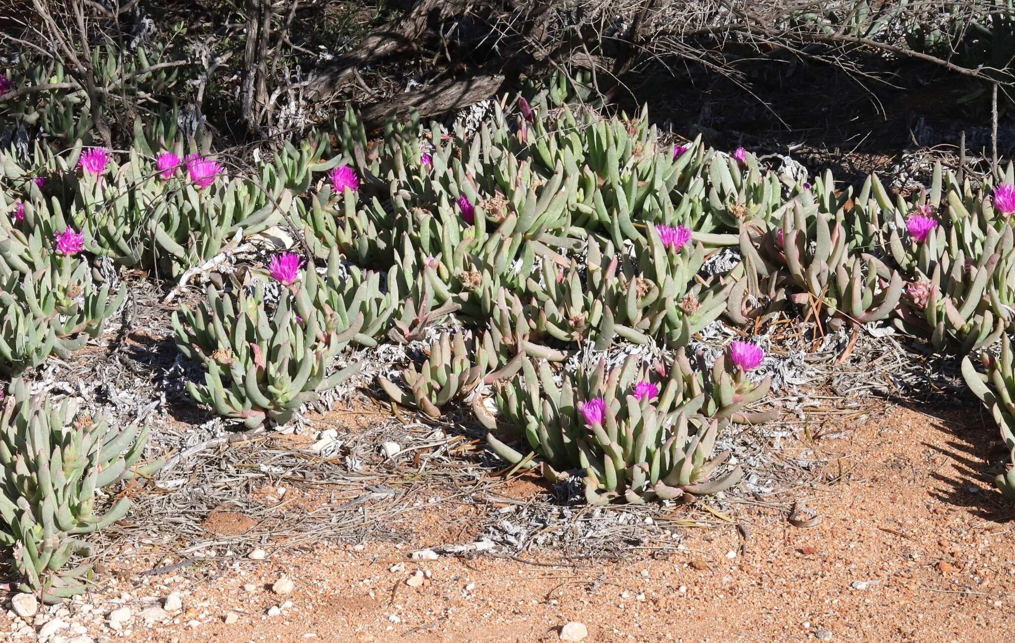 Image of Carpobrotus aequilaterus (Haw.) N. E. Br.