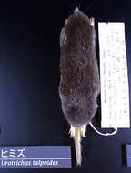 Image of greater Japanese shrew-mole