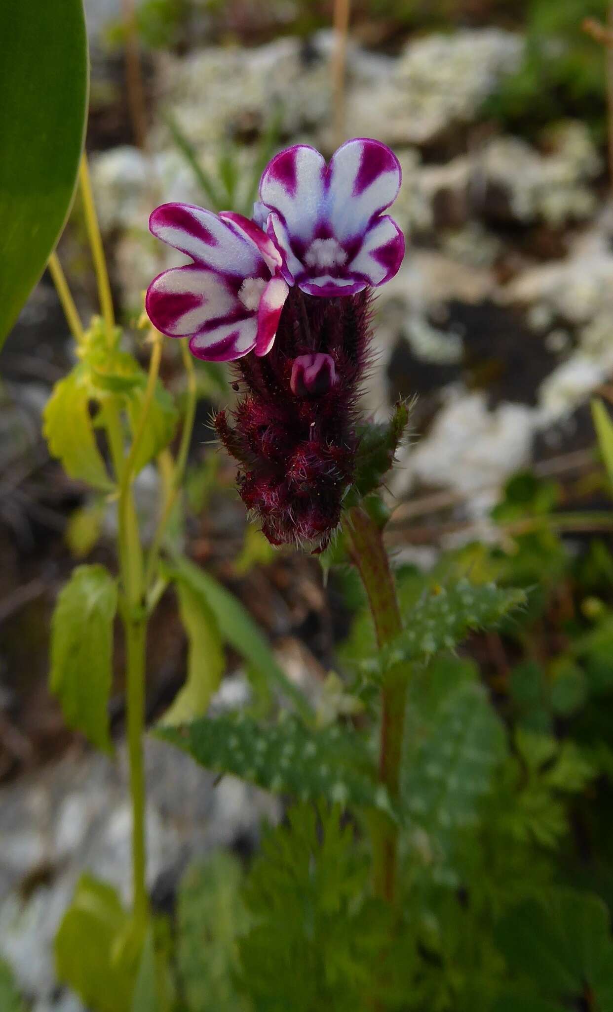 Image de Anchusella variegata (L.) M. Bigazzi, E. Nardi & F. Selvi