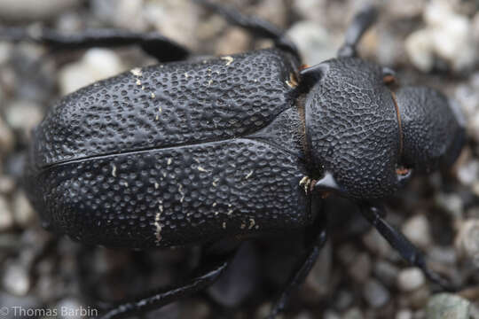 Image de Cremastocheilus (Macropodina) crinitus Le Conte 1874