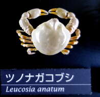 Image of Leucosia anatum