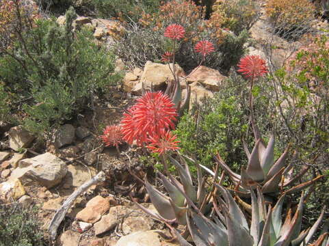 Image of Aloe perfoliata L.