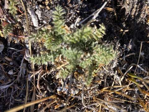 Image of Cut-Leaf Cinquefoil