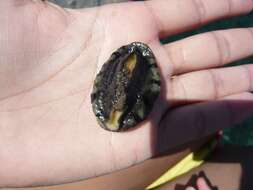 Image of Abalone