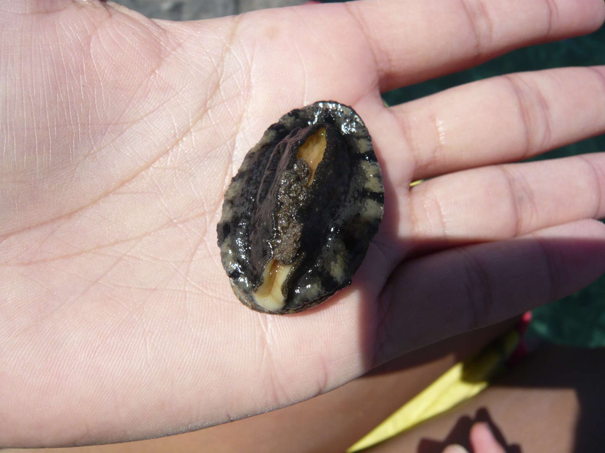 Image of Abalone