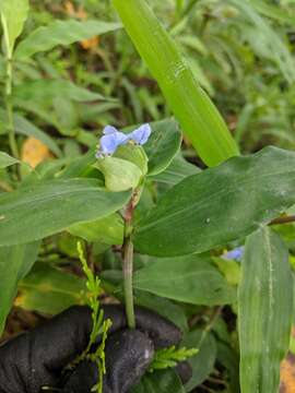 Commelina paludosa Blume的圖片