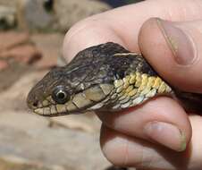 Image of Thamnophis elegans vagrans (Baird & Girard 1853)