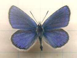 Image of Plebejus idas