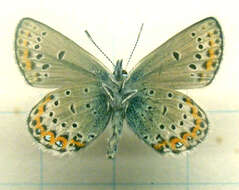 Image of Plebejus idas