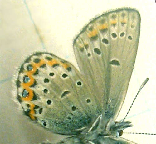 Image of Plebejus idas