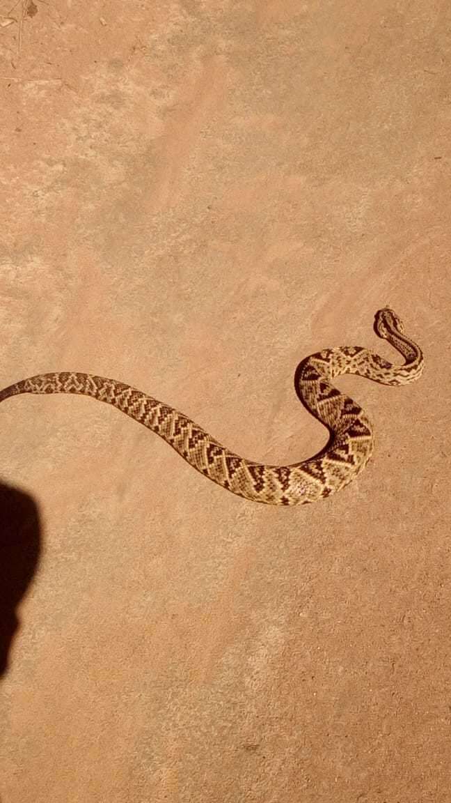 صورة Crotalus durissus cumanensis Humboldt 1811