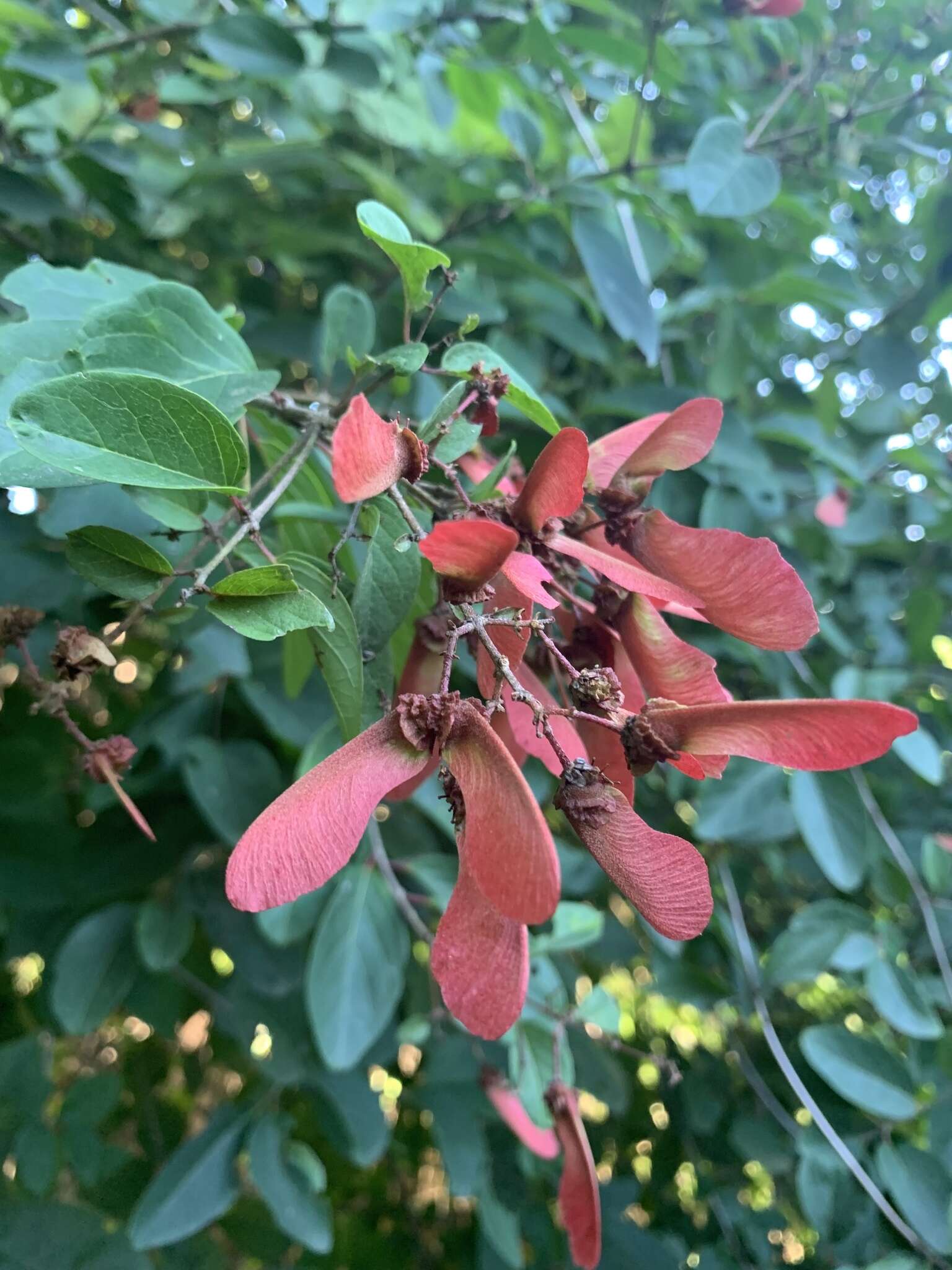 Plancia ëd Heteropterys cotinifolia A. Juss.