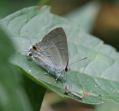 Image of Hypolycaena erylus himavantus Fruhstorfer 1912