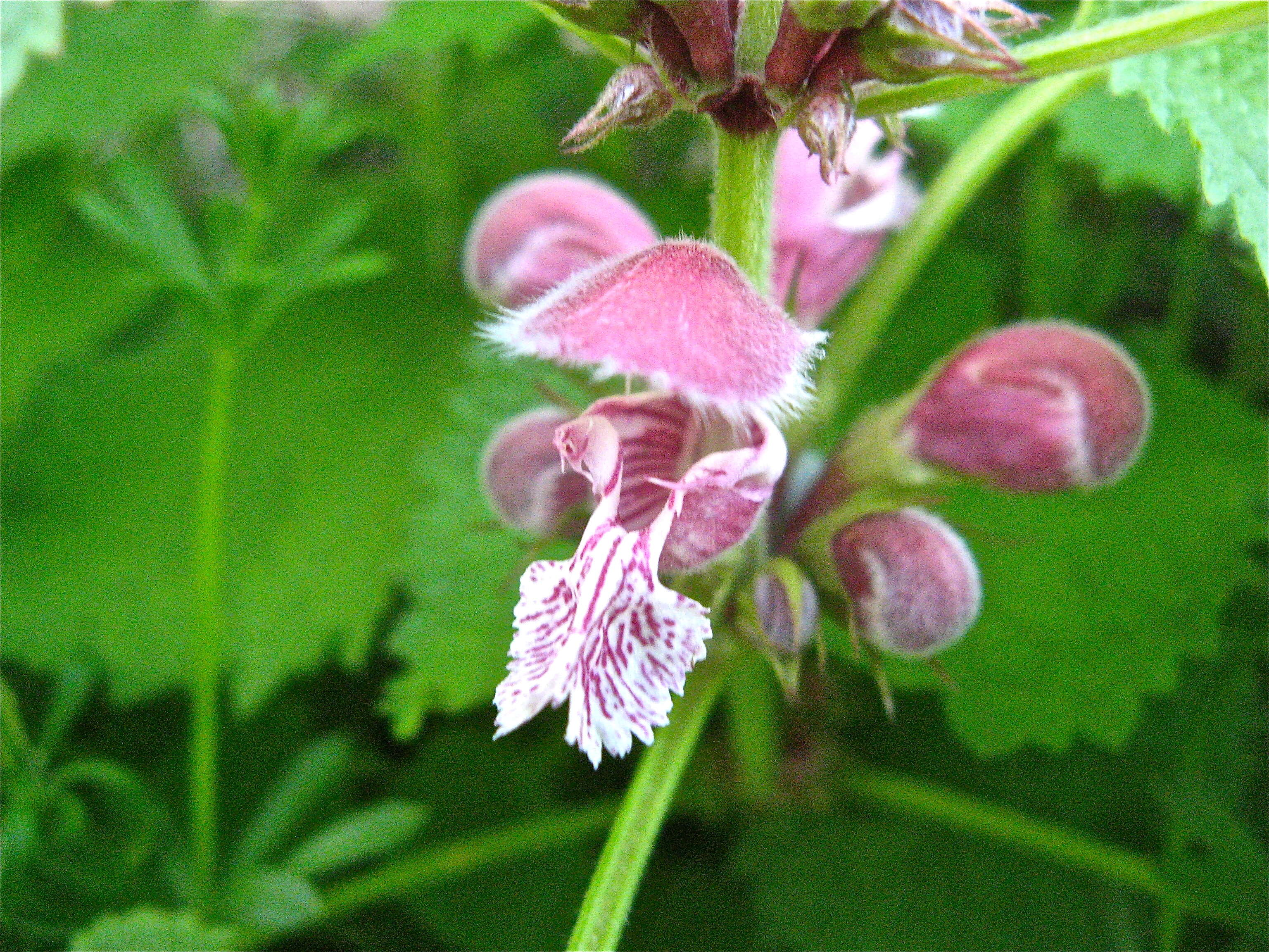 Image of Lamium orvala L.