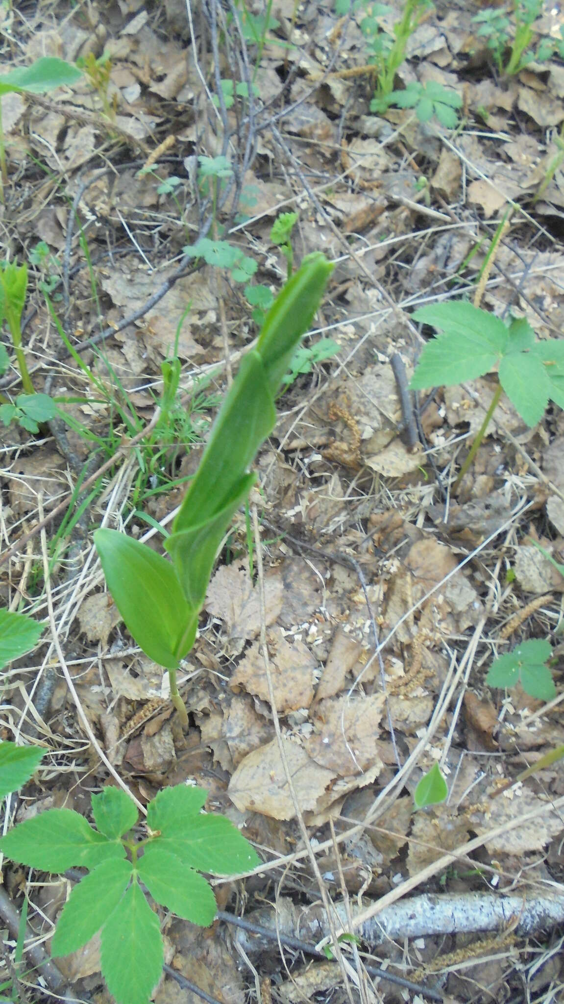 Image of dwarf solomon's seal