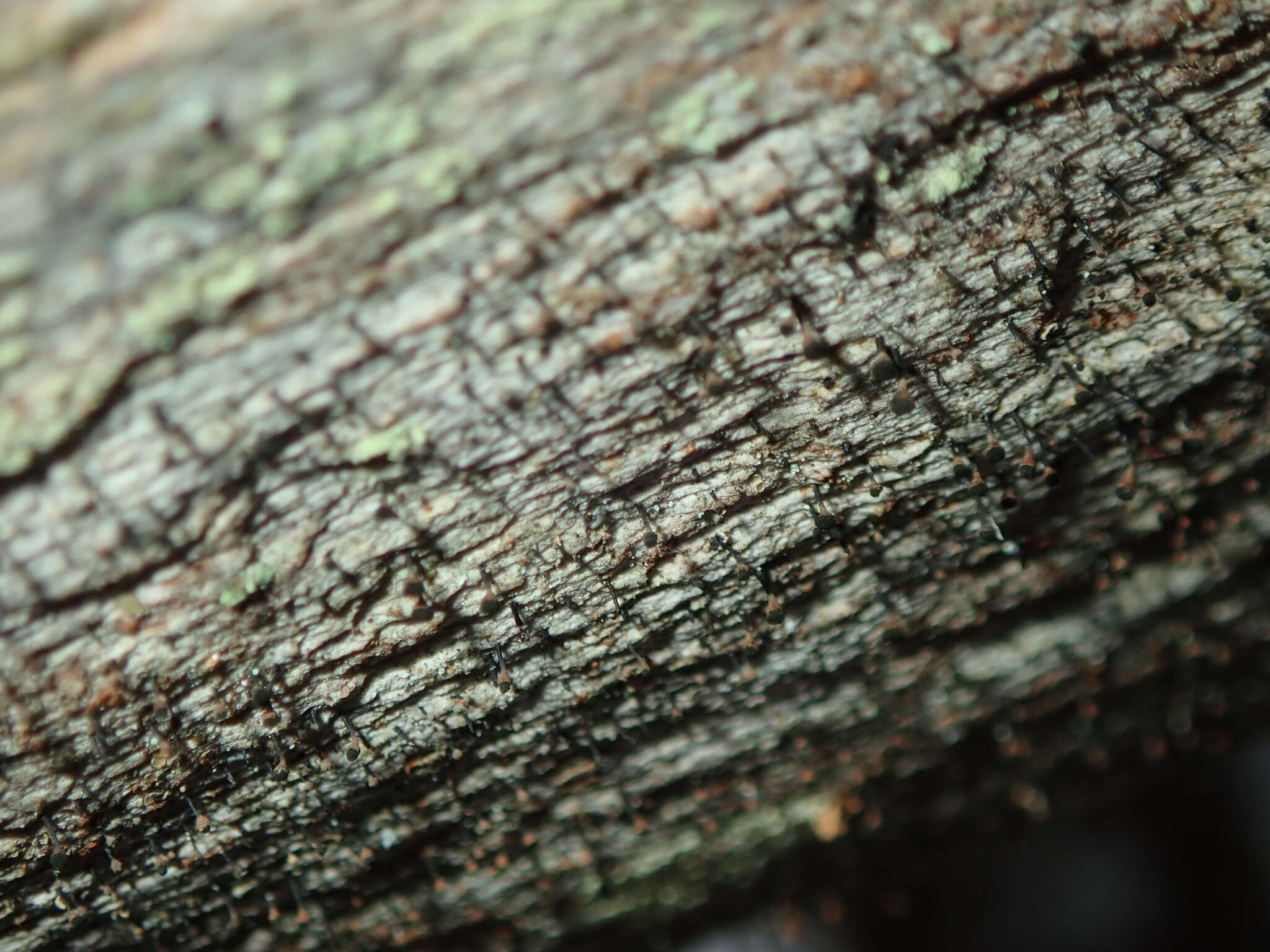 Image of Spike lichen;   Rusted stubble