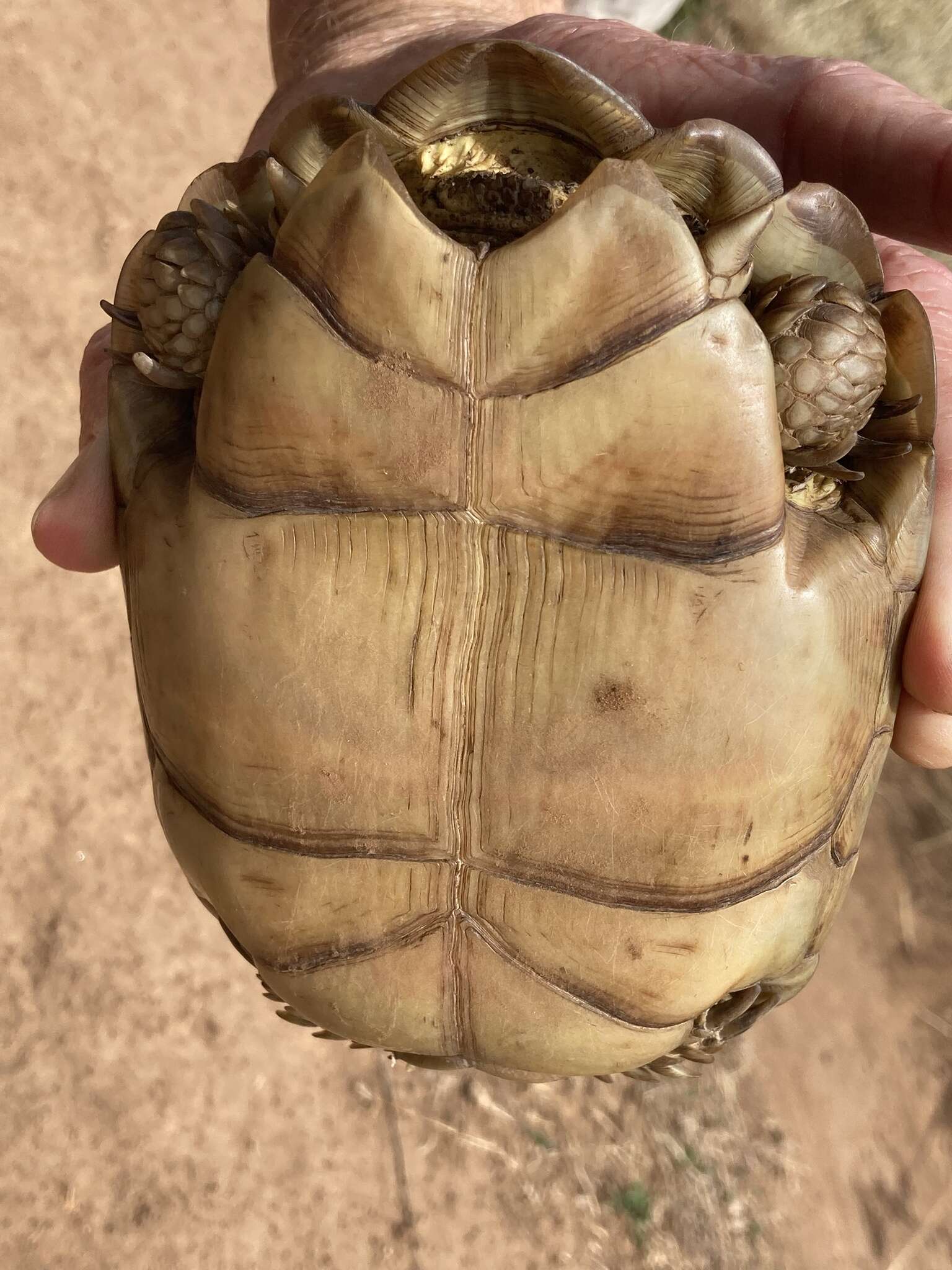 Image of Karroo Tortoise