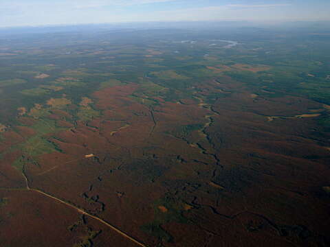 Image of Southern Pine Beetle