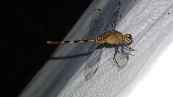 Image of Erythemis haematogastra (Burmeister 1839)