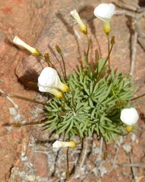 Image of Oxalis canaliculata Dreyer, Roets & Oberl.