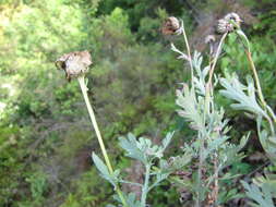 Image of Lidbeckia pectinata Berg.