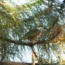 Image of Chestnut-sided Shrike-Vireo