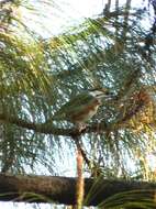 Image of Chestnut-sided Shrike-Vireo