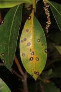 Imagem de Mycosphaerella colorata (Peck) Earle 1901