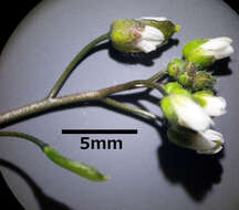 Image of common whitlowgrass