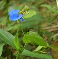 Image of Carolina dayflower