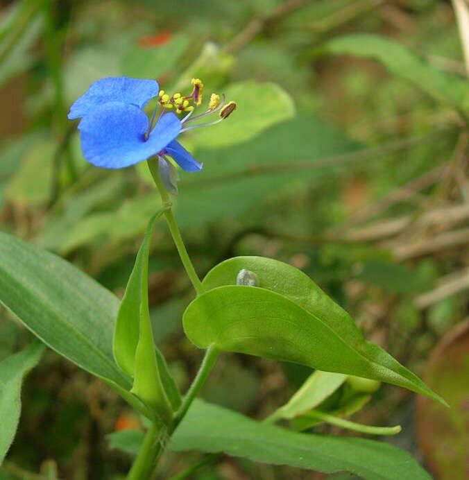 Image of Carolina dayflower