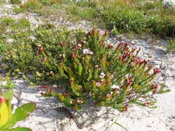 Image of Adenandra villosa subsp. villosa