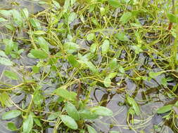 Image of Mudwort