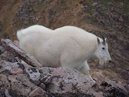 Image of mountain goat