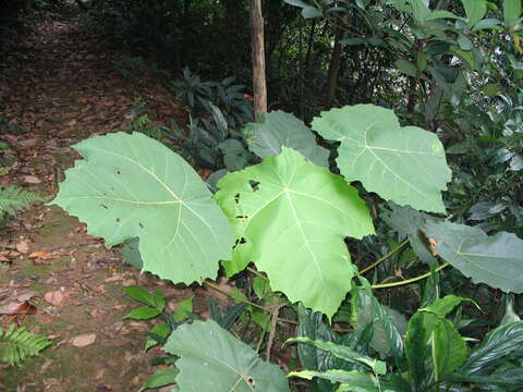 Image of Macaranga gigantea (Rchb. fil. & Zoll.) Müll. Arg.