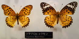 Image of Argynnis hyperbius